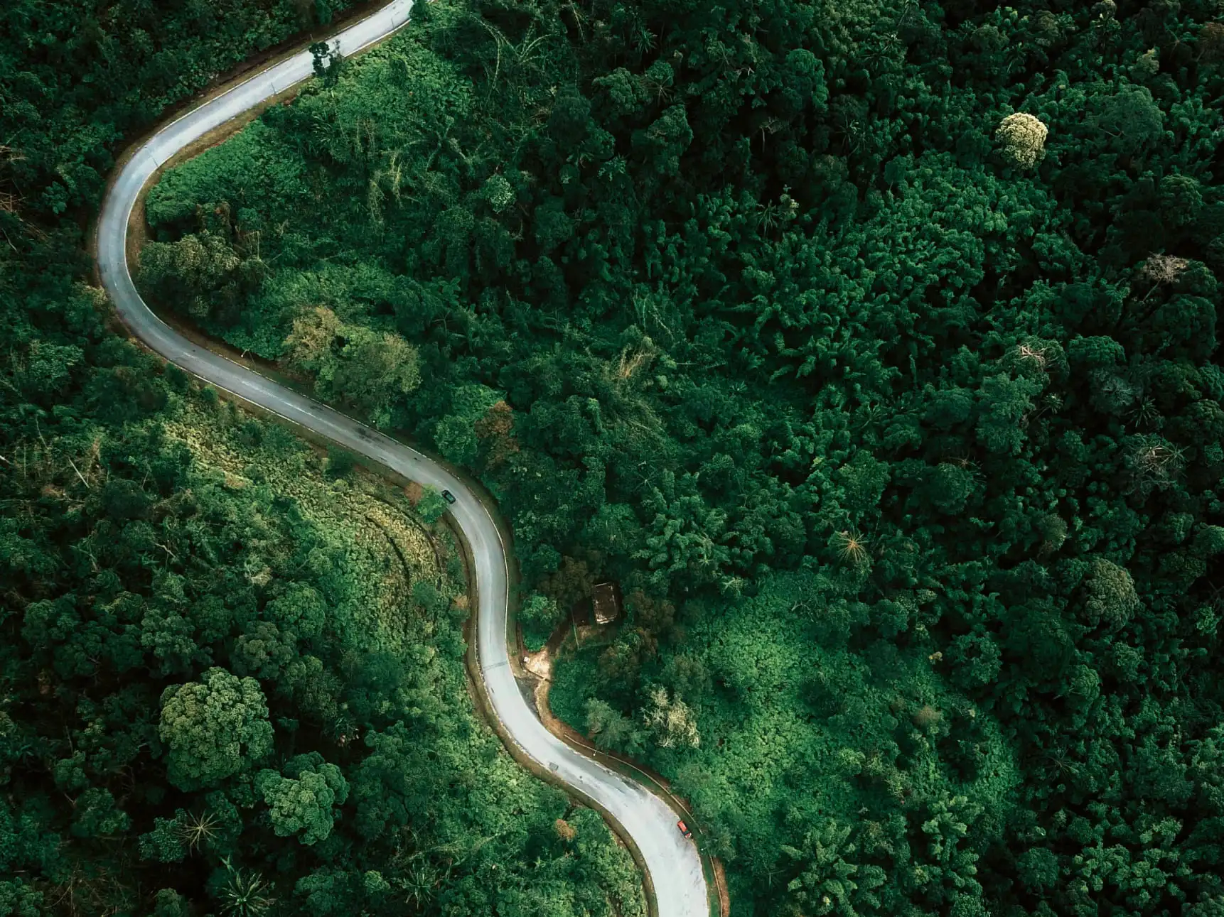 carretera en un bosque