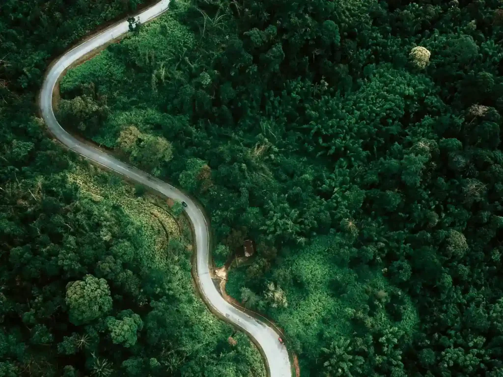 carretera en un bosque