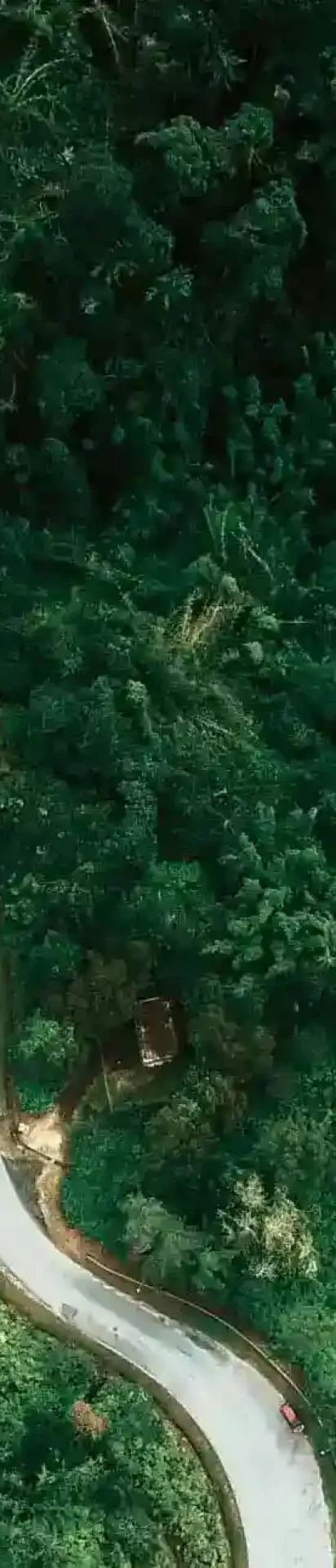 carretera en un bosque